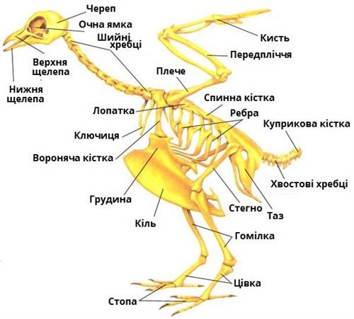 Опорно-рухова система Птахів — урок. Біологія, 7 клас.